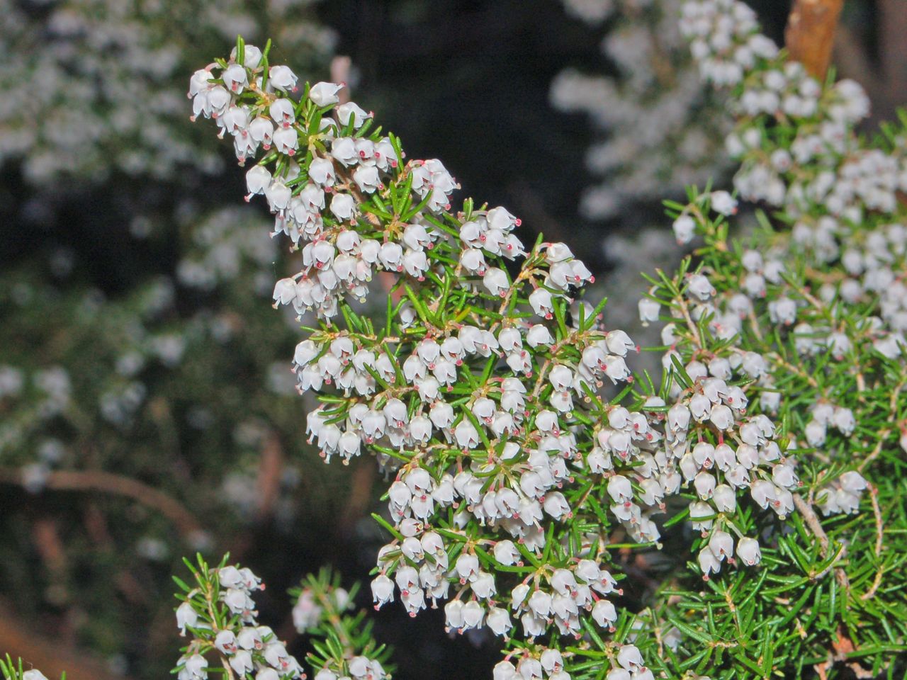 Erica Arborea